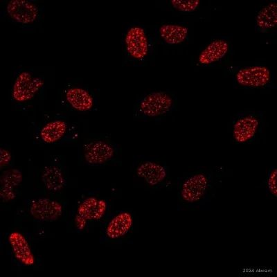 Immunocytochemistry - Anti-PIP2 antibody [2C11] (AB11039)