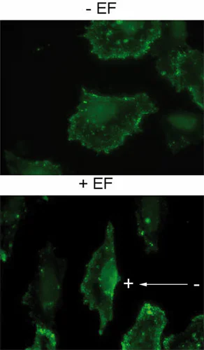 Immunocytochemistry/ Immunofluorescence - Anti-PIP2 antibody [2C11] (AB11039)