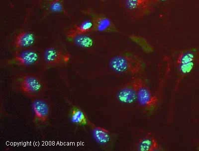 Immunocytochemistry/ Immunofluorescence - Anti-PIP2 antibody [2C11] (AB11039)