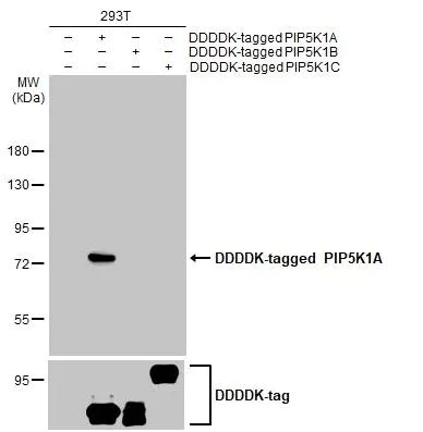 Western blot - Anti-PIP5K1A antibody [HL2011] (AB308218)
