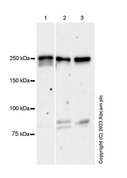 Western blot - Anti-PIP5K3/PIKFYVE antibody [EPR27944-21] (AB315090)