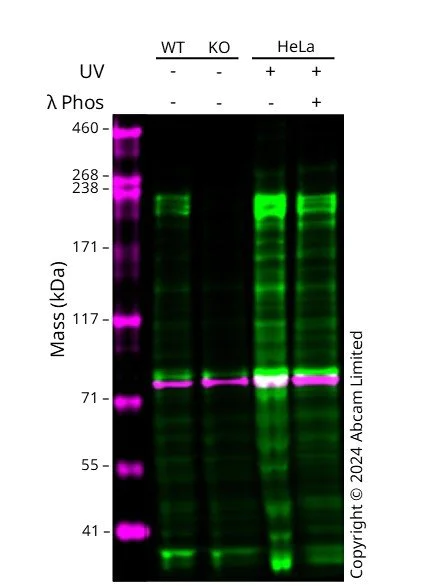 Western blot - Anti-PIP5K3/PIKFYVE antibody [EPR27944-21] (AB315090)