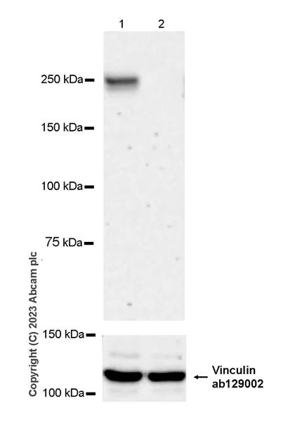 Western blot - Anti-PIP5K3/PIKFYVE antibody [EPR27944-21] - BSA and Azide free (AB315091)