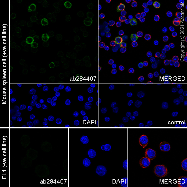 Immunocytochemistry/ Immunofluorescence - Anti-PIRB antibody [EPR24885-18] (AB284407)