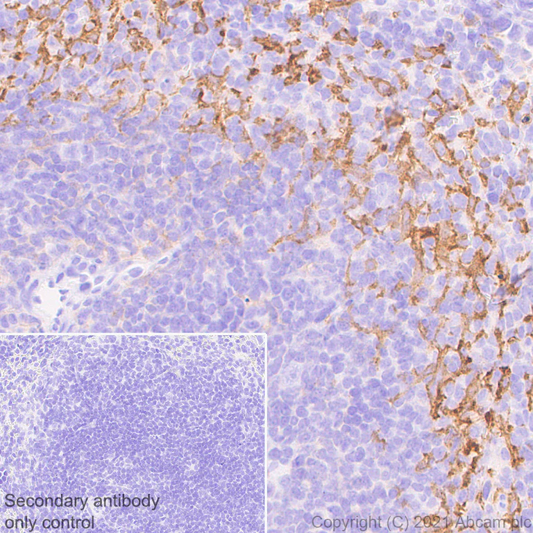 Immunohistochemistry (Formalin/PFA-fixed paraffin-embedded sections) - Anti-PIRB antibody [EPR24885-18] (AB284407)