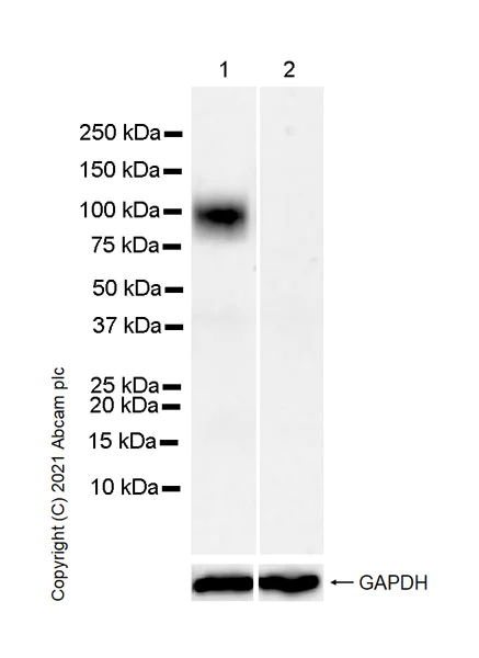 Western blot - Anti-PIRB antibody [EPR24885-18] (AB284407)