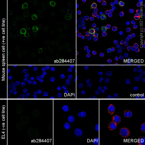 Immunocytochemistry/ Immunofluorescence - Anti-PIRB antibody [EPR24885-18] - BSA and Azide free (AB284411)