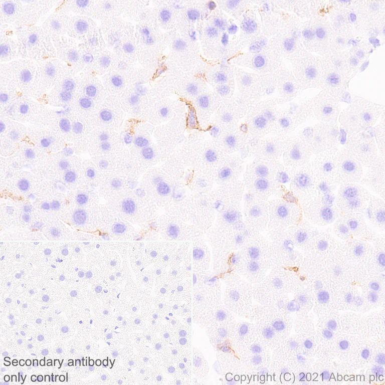 Immunohistochemistry (Formalin/PFA-fixed paraffin-embedded sections) - Anti-PIRB antibody [EPR24885-18] - BSA and Azide free (AB284411)