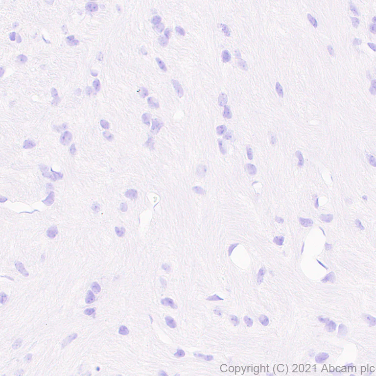 Immunohistochemistry (Formalin/PFA-fixed paraffin-embedded sections) - Anti-PIRB antibody [EPR24885-18] - BSA and Azide free (AB284411)