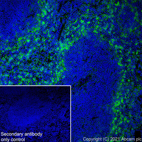 Immunohistochemistry (Frozen sections) - Anti-PIRB antibody [EPR24885-18] - BSA and Azide free (AB284411)