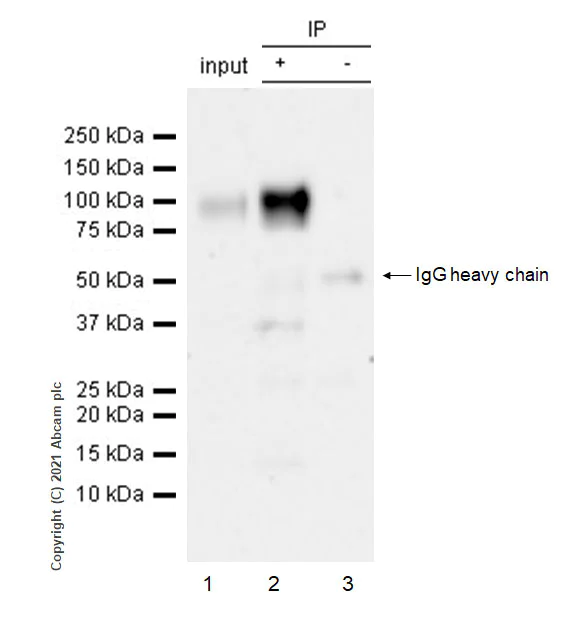 Immunoprecipitation - Anti-PIRB antibody [EPR24885-18] - BSA and Azide free (AB284411)
