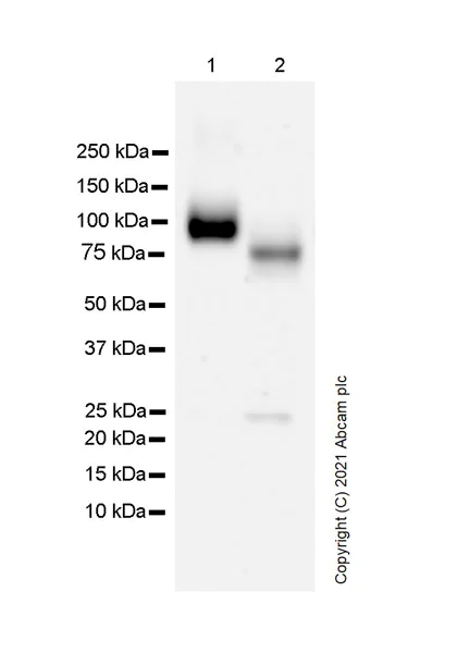 Western blot - Anti-PIRB antibody [EPR24885-18] - BSA and Azide free (AB284411)
