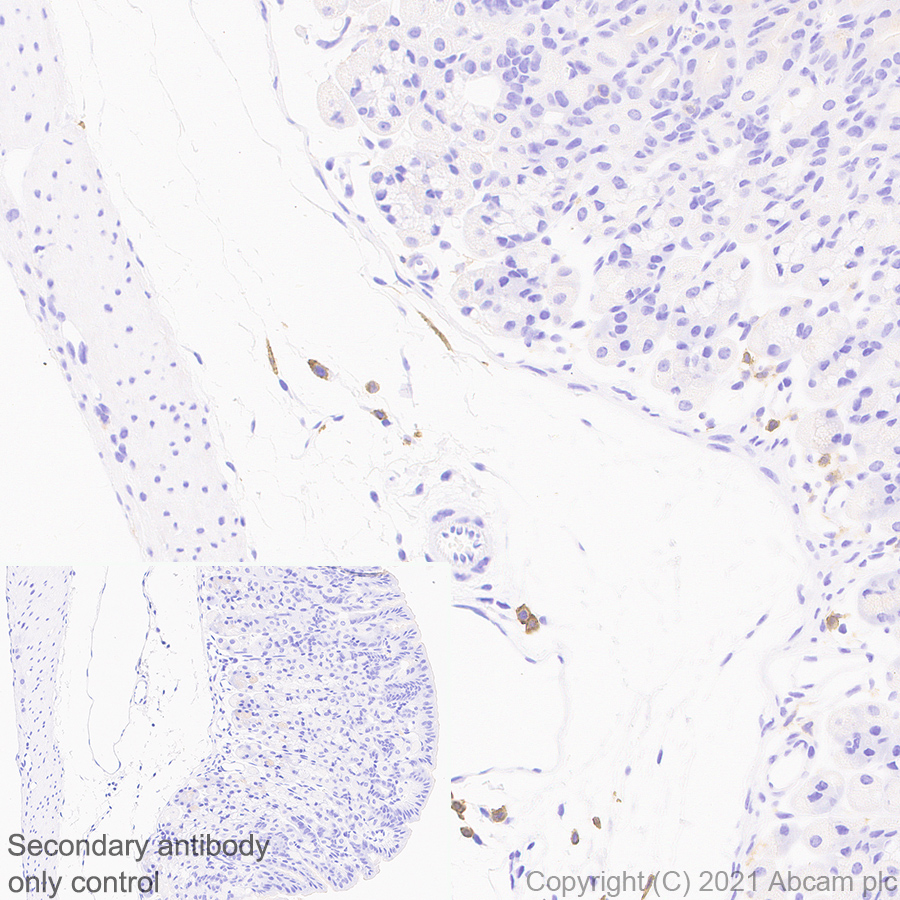 Immunohistochemistry (Formalin/PFA-fixed paraffin-embedded sections) - Anti-PIRB antibody [EPR24885-31] - BSA and Azide free (AB283700), expandable thumbnail