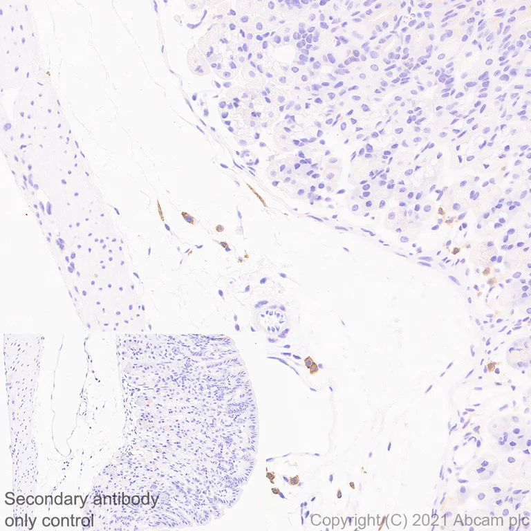 Immunohistochemistry (Formalin/PFA-fixed paraffin-embedded sections) - Anti-PIRB antibody [EPR24885-31] - BSA and Azide free (AB283700)