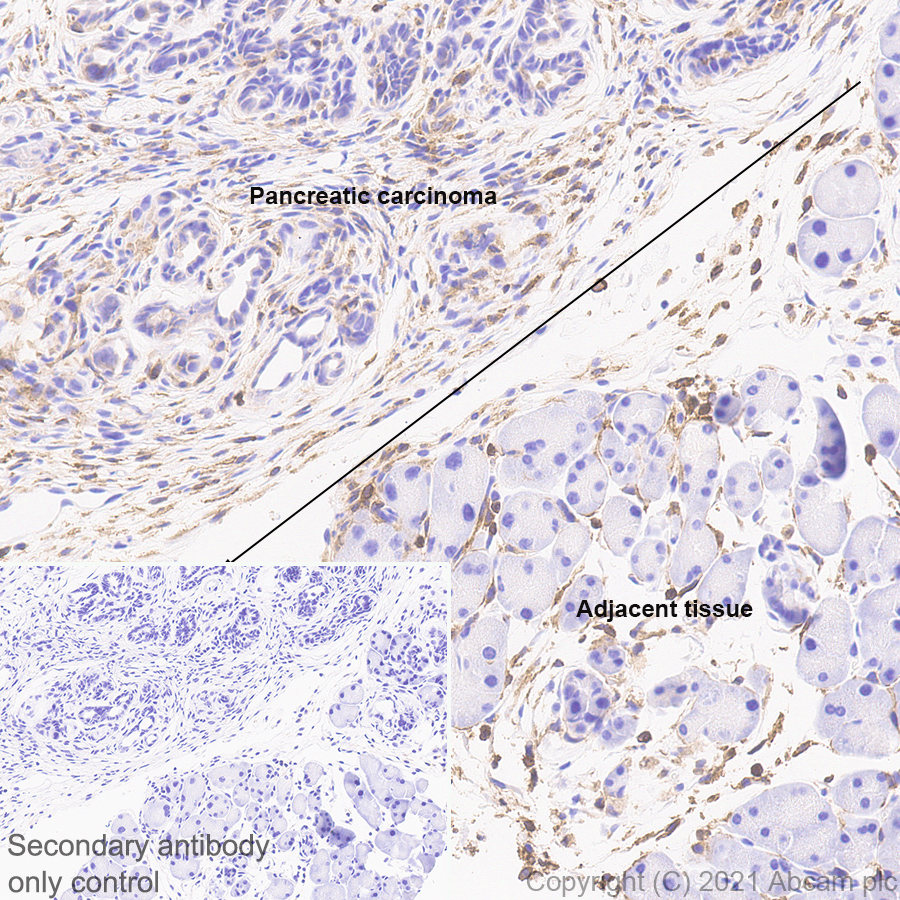 Immunohistochemistry (Formalin/PFA-fixed paraffin-embedded sections) - Anti-PIRB antibody [EPR24885-31] - BSA and Azide free (AB283700), expandable thumbnail