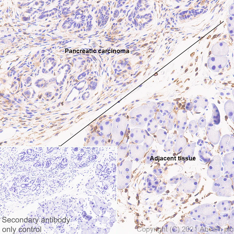 Immunohistochemistry (Formalin/PFA-fixed paraffin-embedded sections) - Anti-PIRB antibody [EPR24885-31] - BSA and Azide free (AB283700)