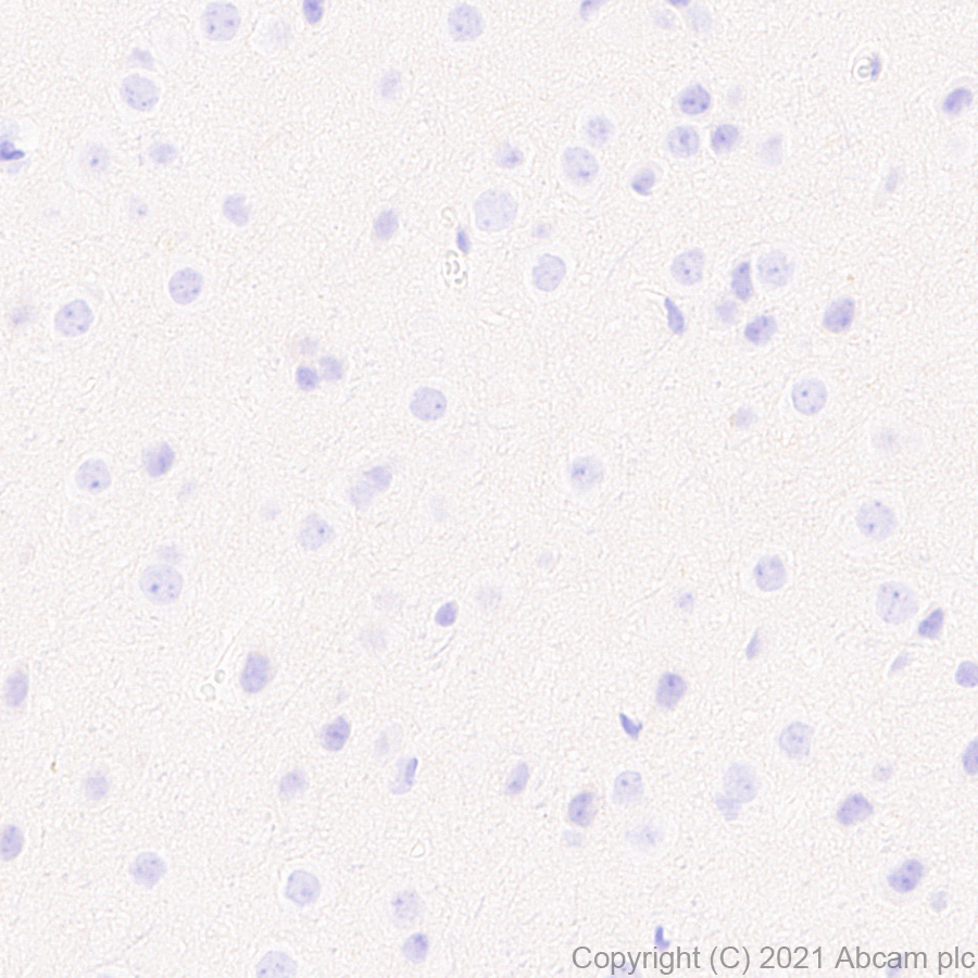 Immunohistochemistry (Formalin/PFA-fixed paraffin-embedded sections) - Anti-PIRB antibody [EPR24885-31] - BSA and Azide free (AB283700), expandable thumbnail