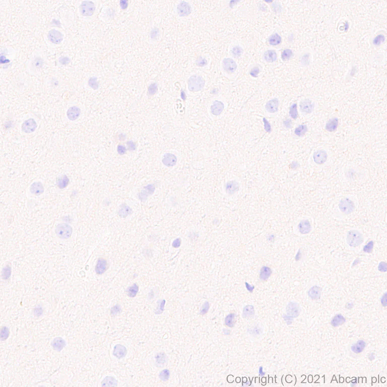 Immunohistochemistry (Formalin/PFA-fixed paraffin-embedded sections) - Anti-PIRB antibody [EPR24885-31] - BSA and Azide free (AB283700)