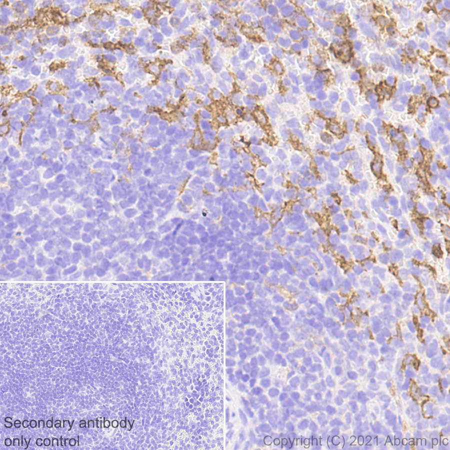 Immunohistochemistry (Formalin/PFA-fixed paraffin-embedded sections) - Anti-PIRB antibody [EPR24885-31] - BSA and Azide free (ab283700), expandable thumbnail