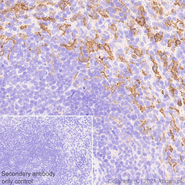 Immunohistochemistry (Formalin/PFA-fixed paraffin-embedded sections) - Anti-PIRB antibody [EPR24885-31] - BSA and Azide free (AB283700)