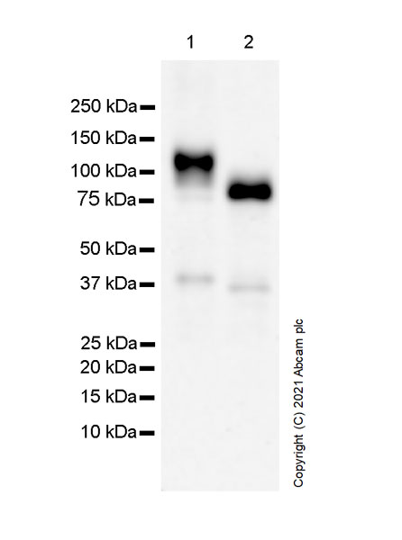Western blot - Anti-PIRB antibody [EPR24885-31] - BSA and Azide free (AB283700), expandable thumbnail