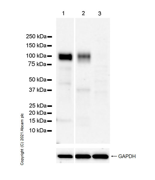 Western blot - Anti-PIRB antibody [EPR24885-31] - BSA and Azide free (AB283700), expandable thumbnail