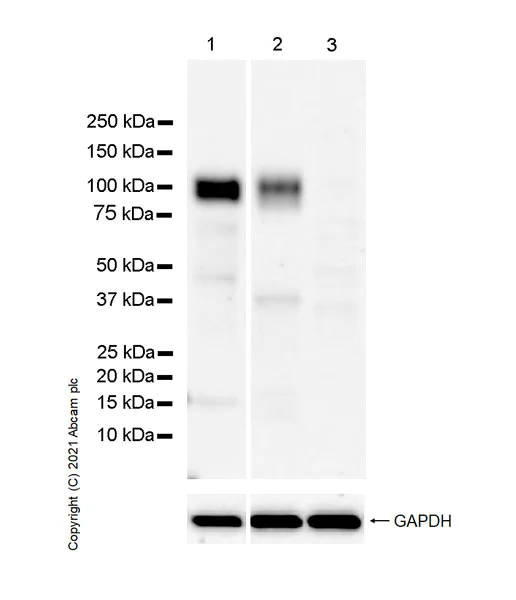 Western blot - Anti-PIRB antibody [EPR24885-31] - BSA and Azide free (AB283700)