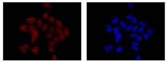 Immunocytochemistry/ Immunofluorescence - Anti-Pirh2 antibody [EPR14980] (AB189247)