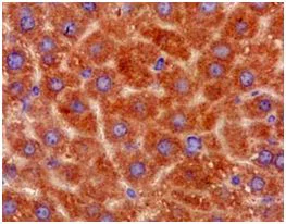 Immunohistochemistry (Formalin/PFA-fixed paraffin-embedded sections) - Anti-Pirh2 antibody [EPR14980] (AB189247)