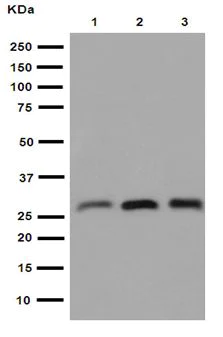 Western blot - Anti-Pirh2 antibody [EPR14980] (AB189247)