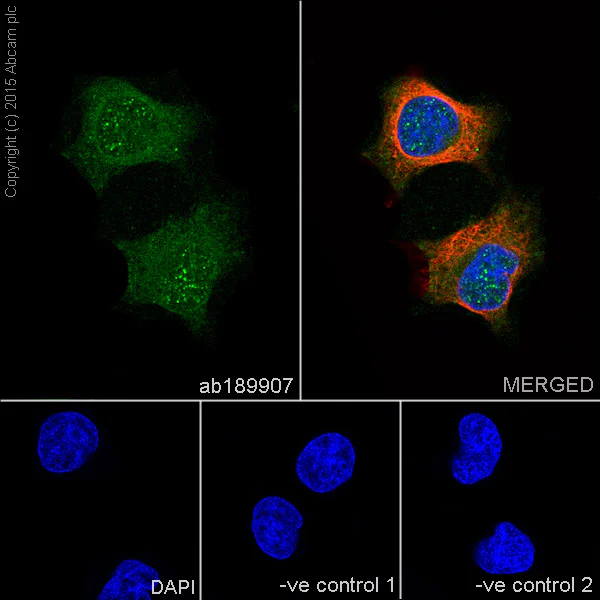 Immunocytochemistry/ Immunofluorescence - Anti-Pirh2 antibody [EPR18553] (AB189907)