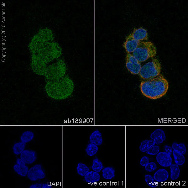 Immunocytochemistry/ Immunofluorescence - Anti-Pirh2 antibody [EPR18553] (AB189907)
