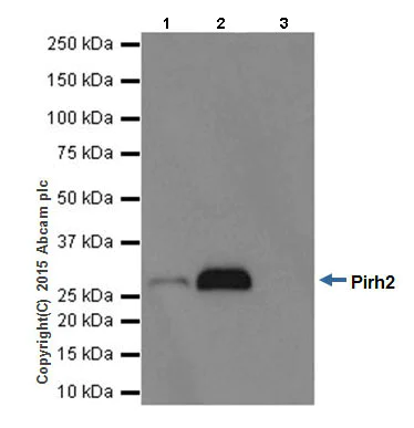 Immunoprecipitation - Anti-Pirh2 antibody [EPR18553] (AB189907)
