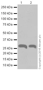 Western blot - Anti-Pirh2 antibody [EPR18553] (AB189907)