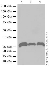 Western blot - Anti-Pirh2 antibody [EPR18553] (AB189907)