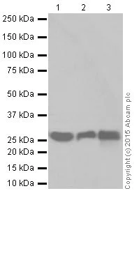 Western blot - Anti-Pirh2 antibody [EPR18553] (AB189907)