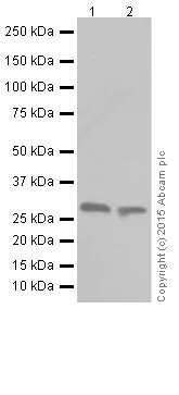 Western blot - Anti-Pirh2 antibody [EPR18553] (AB189907)