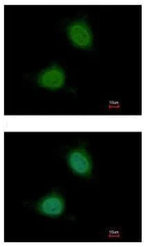 Immunocytochemistry/ Immunofluorescence - Anti-Pirin/PIR antibody (AB227280)