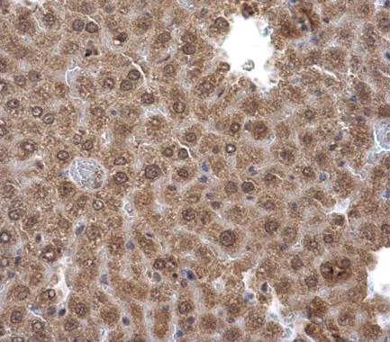 Immunohistochemistry (Formalin/PFA-fixed paraffin-embedded sections) - Anti-Pirin/PIR antibody (AB227280)