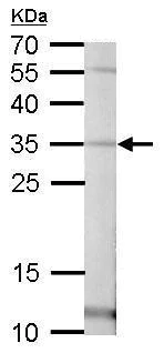 Western blot - Anti-Pirin/PIR antibody (AB227280)