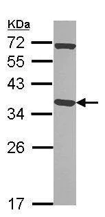 Western blot - Anti-Pirin/PIR antibody (AB227280)