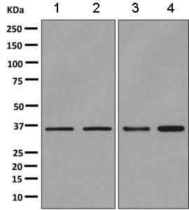 Western blot - Anti-Pirin/PIR antibody [EPR11375(B)] (AB157212)