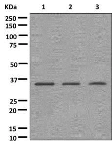 Western blot - Anti-Pirin/PIR antibody [EPR11376] (AB172629)