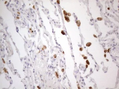 Immunohistochemistry (Formalin/PFA-fixed paraffin-embedded sections) - Anti-PISD antibody [OTI4G5] (AB236405)