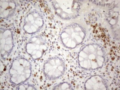 Immunohistochemistry (Formalin/PFA-fixed paraffin-embedded sections) - Anti-PISD antibody [OTI4G5] (AB236405)