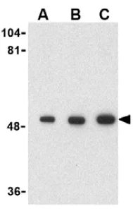 Western blot - Anti-PIST antibody (AB37036)