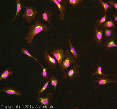 Immunocytochemistry/ Immunofluorescence - Anti-PIST antibody [EPR4079] - BSA and Azide free (AB247768)