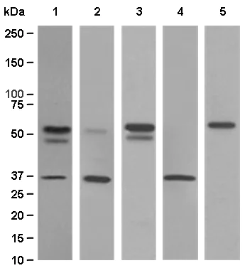 Western blot - Anti-PIST antibody [EPR4079] - BSA and Azide free (AB247768)