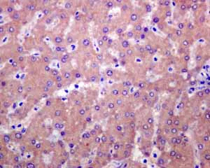 Immunohistochemistry (Formalin/PFA-fixed paraffin-embedded sections) - Anti-PIST antibody [EPR4080(2)] - BSA and Azide free (AB248513)