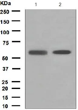 Western blot - Anti-PIST antibody [EPR4080(2)] - BSA and Azide free (AB248513)